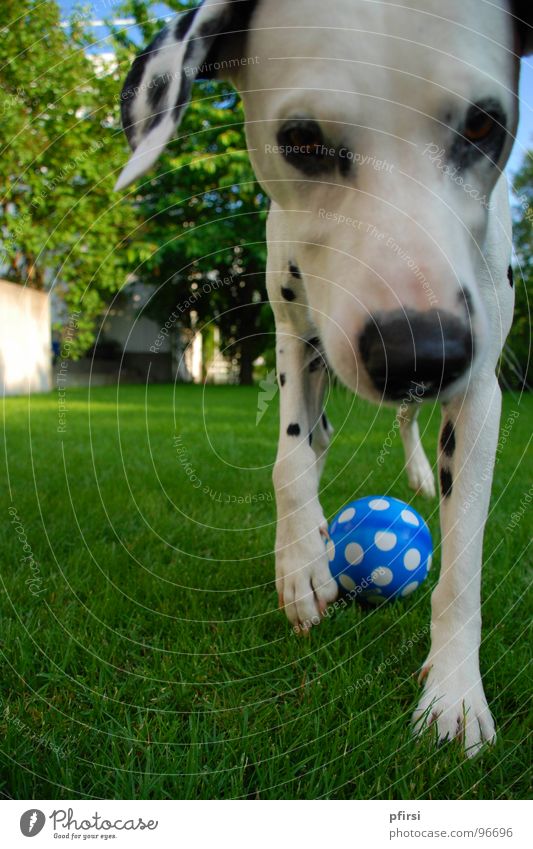 Überall Punkte Hund Dalmatiner Haustier Tier Wiese nah grün Säugetier dog chien Fleck Ball blau