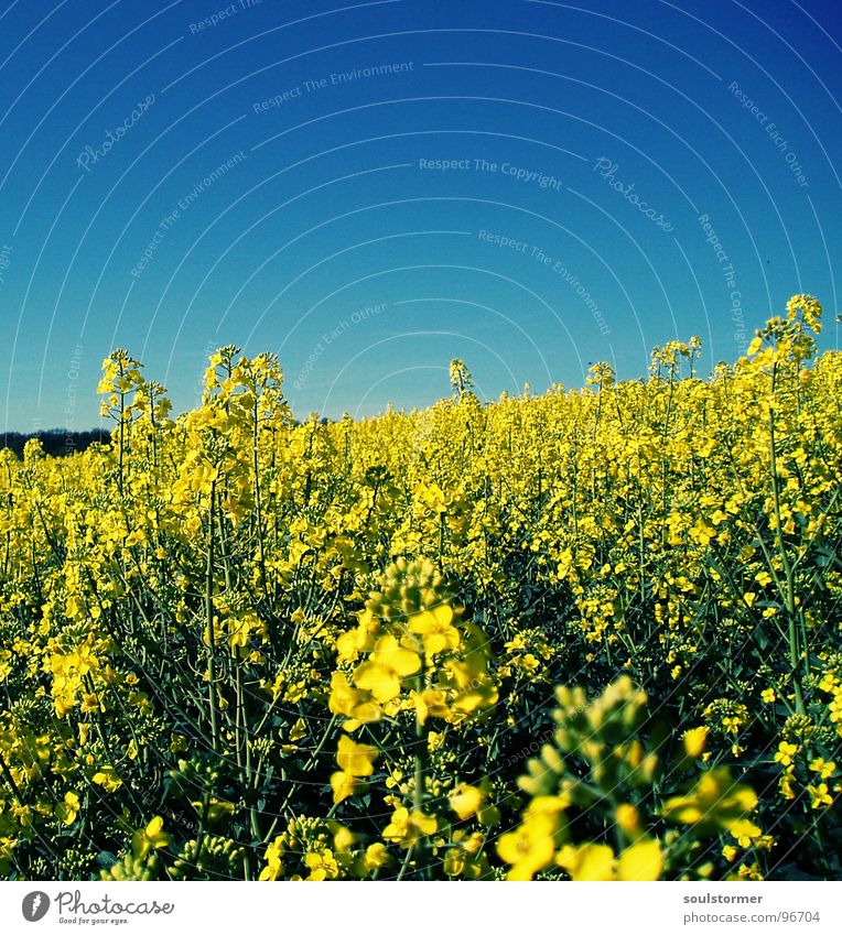 La Colza VI Raps Pflanze gelb grün Frühling Feld Rapsfeld Landwirtschaft Honig Biene Blüte Blume ökologisch Cross Processing Erdöl blau Amerika Himmel