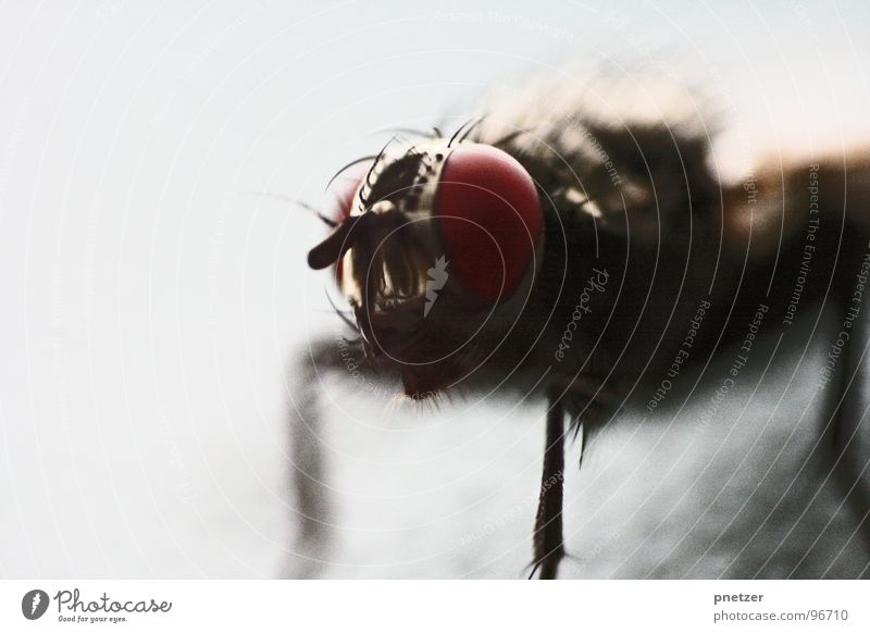 Duality Insekt rot retro Fliege nervig Makroaufnahme Nahaufnahme Auge Blick Flügel
