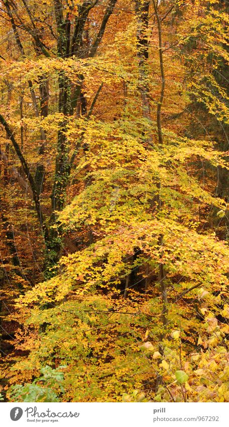 autumn forest Natur Pflanze Herbst Baum Sträucher Blatt Wald Holz gelb grün rot Vergänglichkeit deutschland stiel Zweig stamm Jahreszeiten Botanik Ast innen