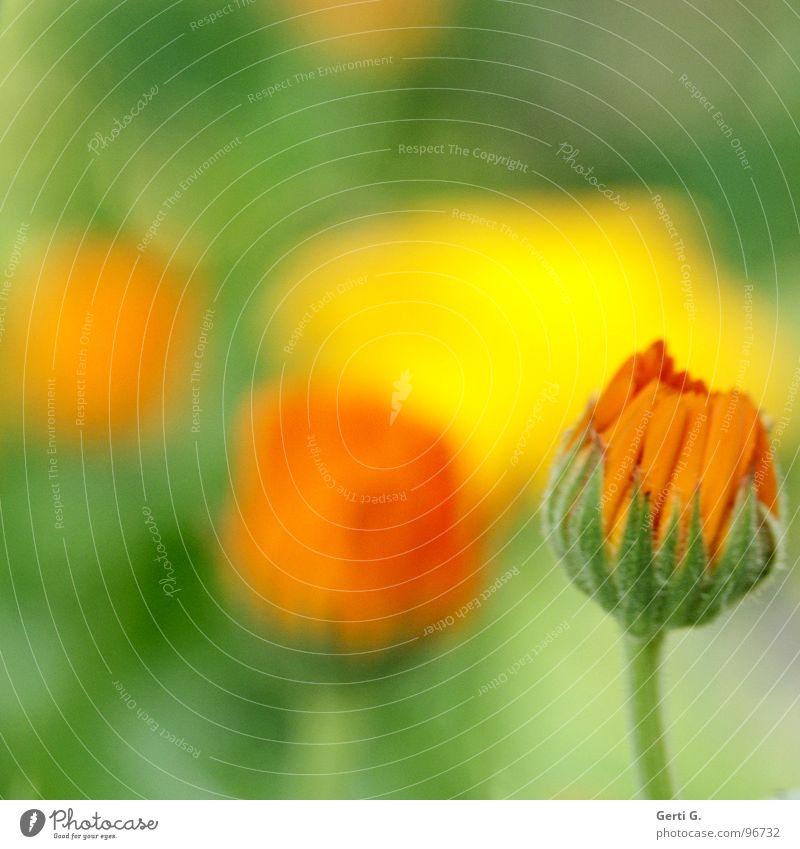 marigold Ringelblume Tagetes Korbblütengewächs Heilpflanzen Kosmetik Schneckenabwehr Blüte Blume Pflanze zart Aquarell grün garten-ringelblume homöopathisch
