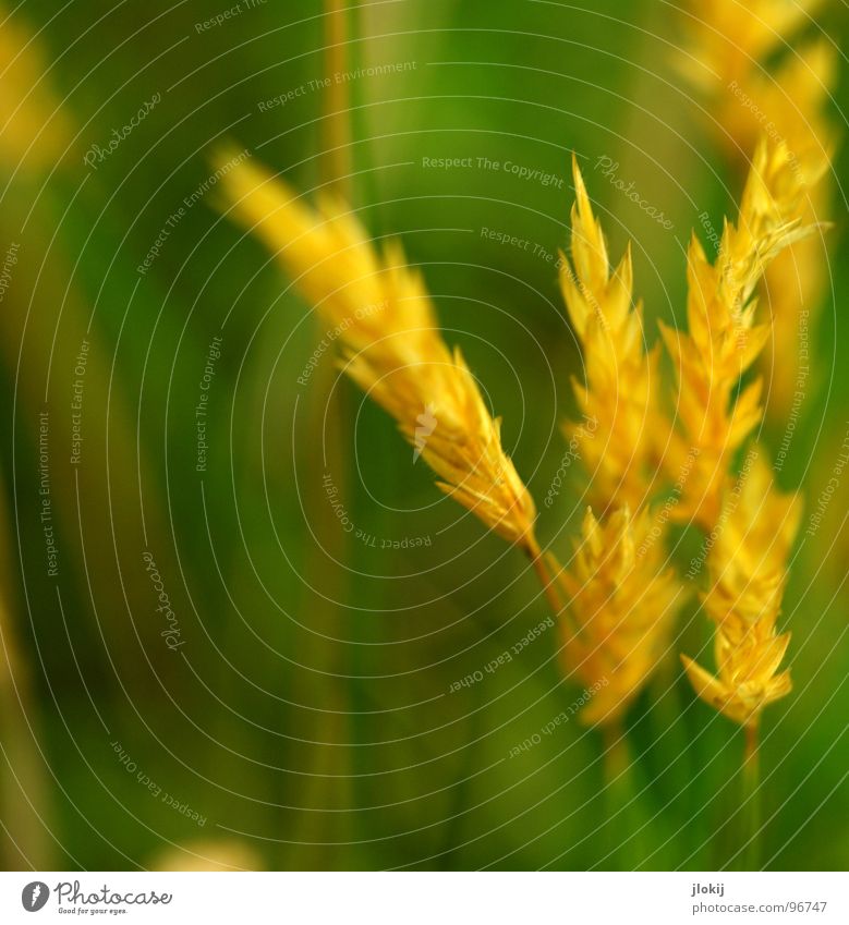 Gelbgold Gras grün Stengel Ähren gelb Wachstum Pflanze Frühling flattern schimmern Wiese Feld Pollen Rispen Lampe Natur Blühend Duft wedeln Wind Weide