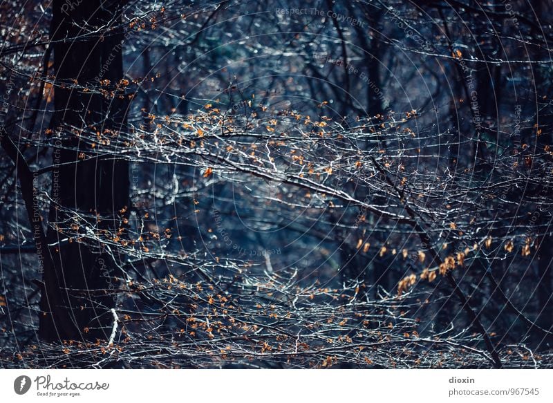 Südpfalz | Verzweigungen Ausflug wandern Umwelt Natur Pflanze Sonnenlicht Herbst Baum Blatt Ast Zweige u. Äste Baumstamm Wald Pfälzerwald dunkel blau Farbfoto