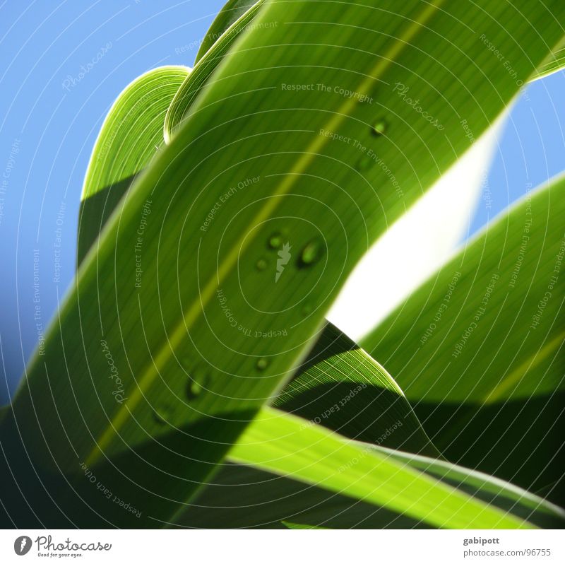 Sasa palmata f. nebulosa Farbfoto Außenaufnahme Menschenleer Tag Licht Schatten Sonnenlicht Schwache Tiefenschärfe Wohlgefühl Erholung ruhig Garten Natur
