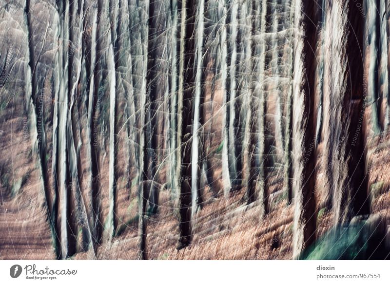 Südpfalz | Verwirrung Umwelt Natur Landschaft Herbst Baum Baumstamm Wald Pfälzerwald Bewusstseinsstörung Irritation Farbfoto Außenaufnahme Experiment