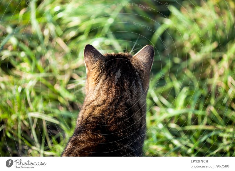 HINTER DEINEM RÜCKEN. I Umwelt Natur Tier Pflanze Gras Haustier Katze 1 Jagd sitzen warten frei wild grün Abenteuer elegant Freiheit ruhig Kraft Überleben