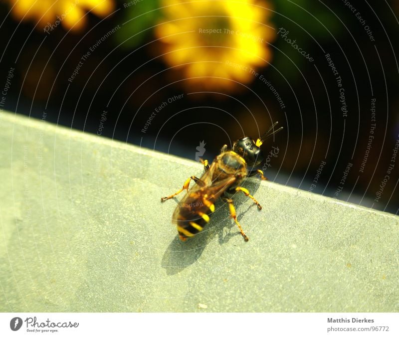 START Biene Blüte Insekt stechen Wespen Hornissen bestäuben Fortpflanzung Balkon Pflanze Sommer nah schimmern Unschärfe Beginn fliegen Gift Makroaufnahme
