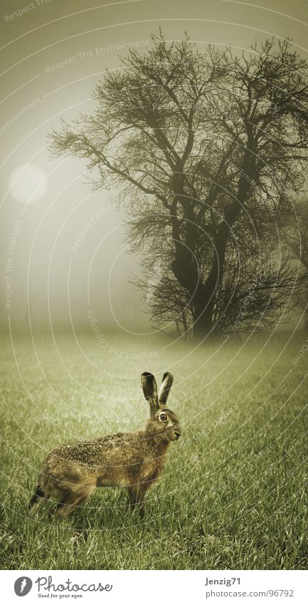 Fluchtgedanken. Hase & Kaninchen Wiese Gras Wald Feld Morgen Nebel Herbst Stimmung Säugetier rabbit bunny Macker Wetter Angst rennen fear escape fog Osterhase