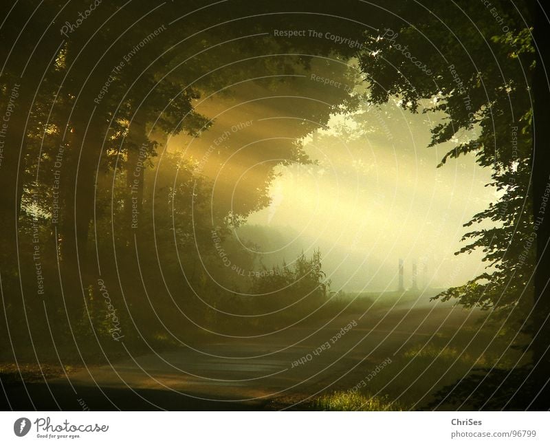 morgens um 6.08 Nebel Morgen Sonnenaufgang Physik Baum Tunnel Romantik Sommer Himmelskörper & Weltall Beleuchtung wonnegefühl Wärme Straße Landschaft Kontrast