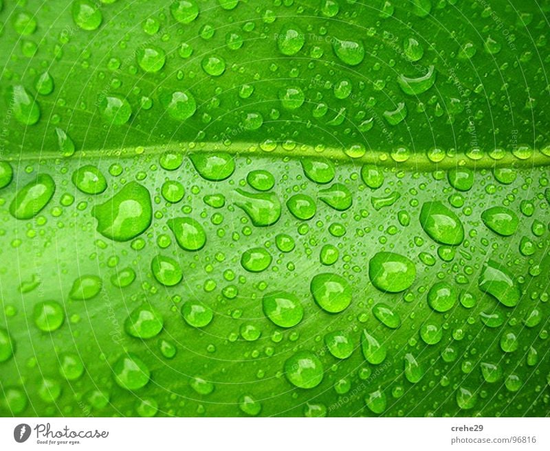 Verperlung grün Blatt Palme Wassertropfen Palmenwedel nass feucht Sommer planze Durst gießen Regen
