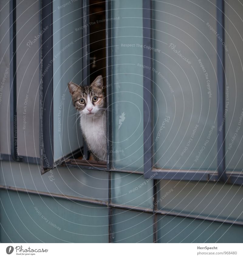 Was guckst du? Tel Aviv Fassade Fenster Tier Haustier Katze 1 Neugier blau grau weiß achtsam Wachsamkeit Angst skeptisch Blick beobachten Fensteröffnung Öffnung