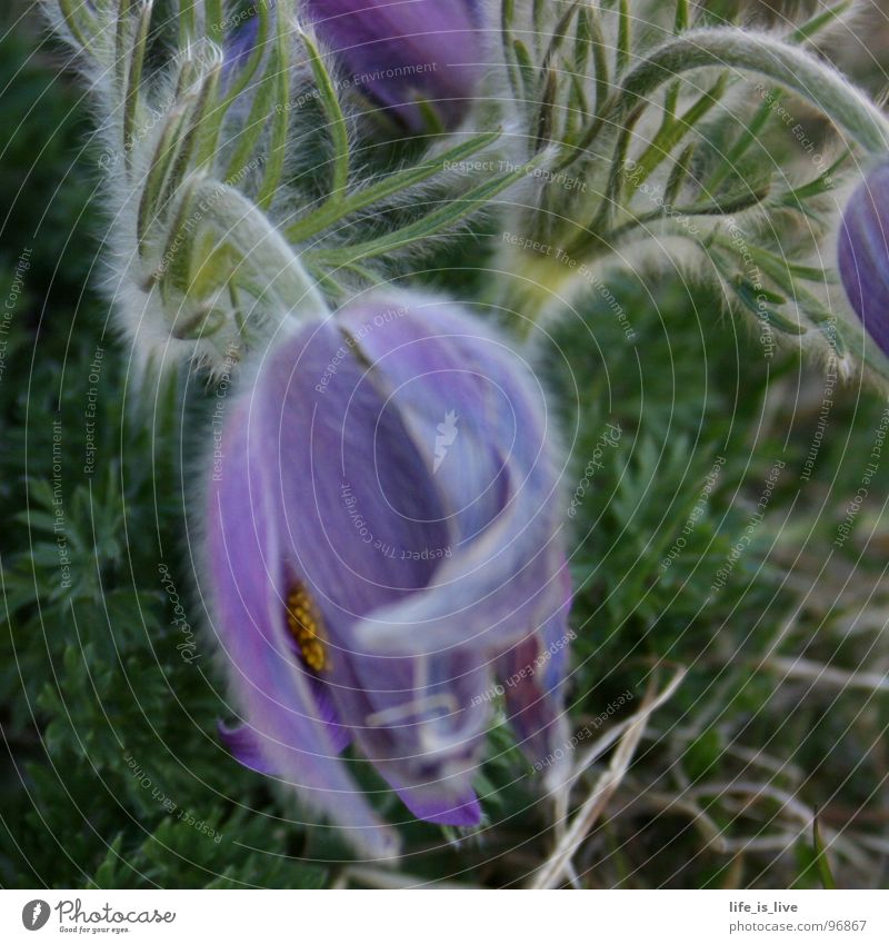 mein_name_ist_?_ Blume weich zart leider nervig Problemzone einzigartig anonym Vergänglichkeit Makroaufnahme Nahaufnahme schön lila oder eher flieder? im gras