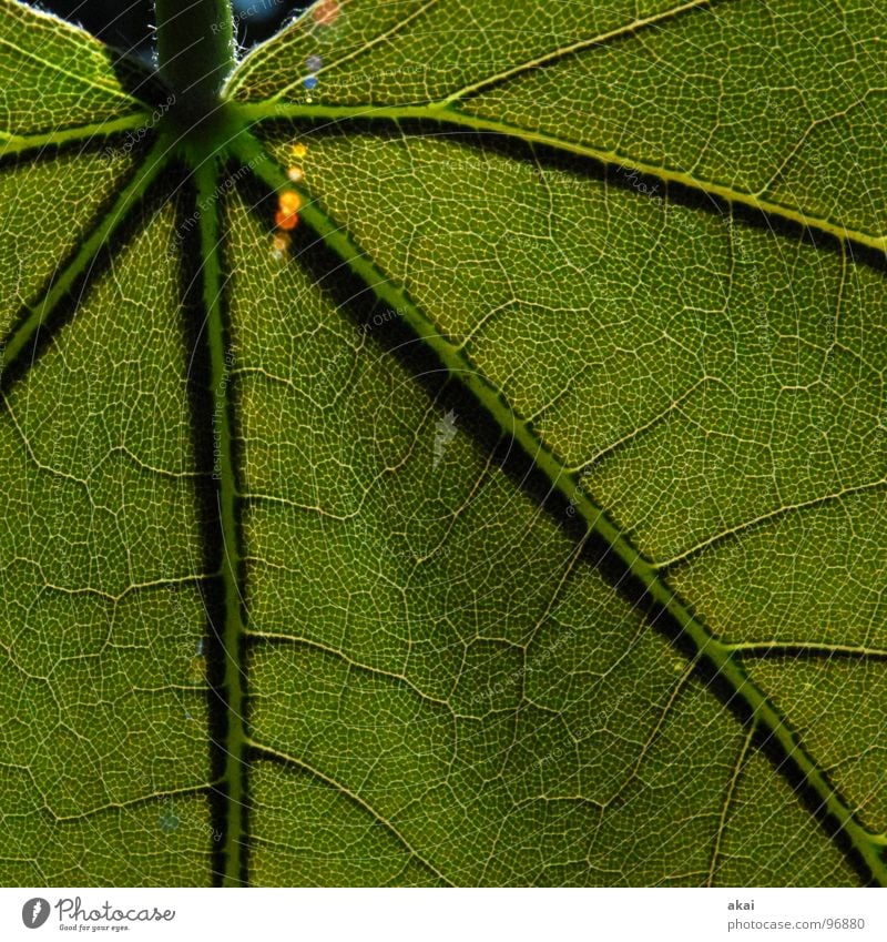 Das Blatt 14 Araliengwächs Pflanze Urwald Südamerika Wildnis grün Botanik Pflanzenteile pflanzlich Umwelt Sträucher Wildpflanze Makroaufnahme Nahaufnahme