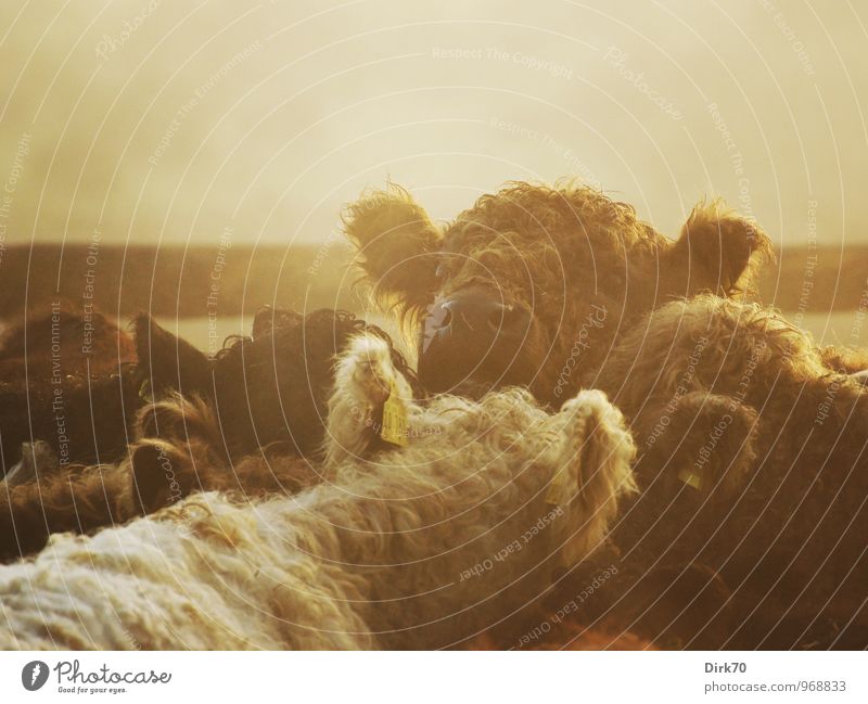 Dicke Wolle gegen Winterkälte Bioprodukte Landwirtschaft Forstwirtschaft Landschaft Sonnenlicht Herbst Schönes Wetter Nebel Feld Weide Futterplatz Tier Nutztier