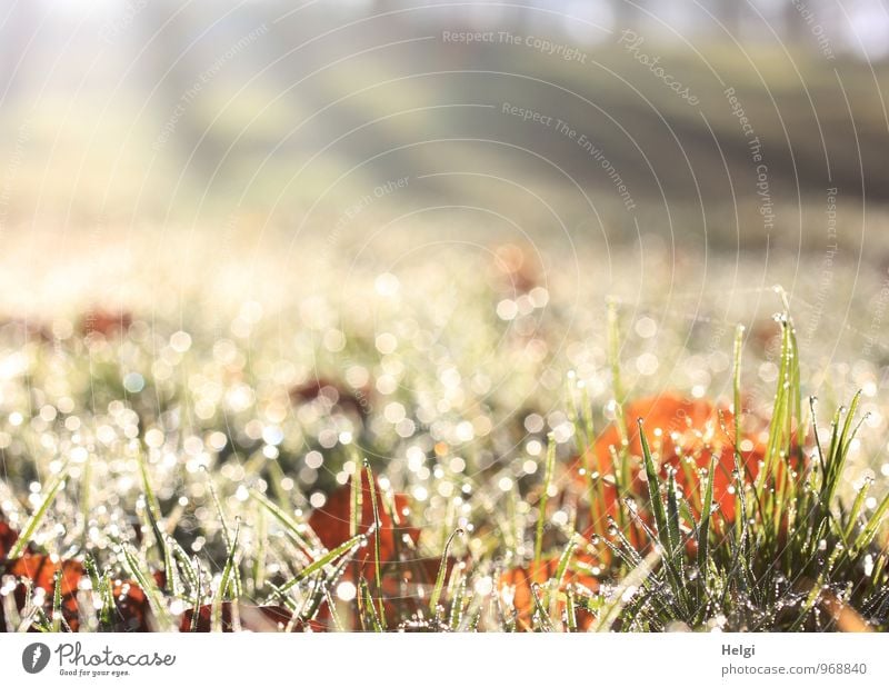 1000 | ...lichte Momente... Umwelt Natur Landschaft Pflanze Wassertropfen Herbst Schönes Wetter Gras Blatt Wiese glänzend leuchten Wachstum ästhetisch