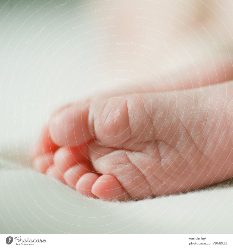 Kinderfüßle Mensch Baby Kindheit Leben Körper Haut Fuß 1 0-12 Monate Verantwortung achtsam Vertrauen neugeboren Geburt winzig klein Zehen Farbfoto Nahaufnahme
