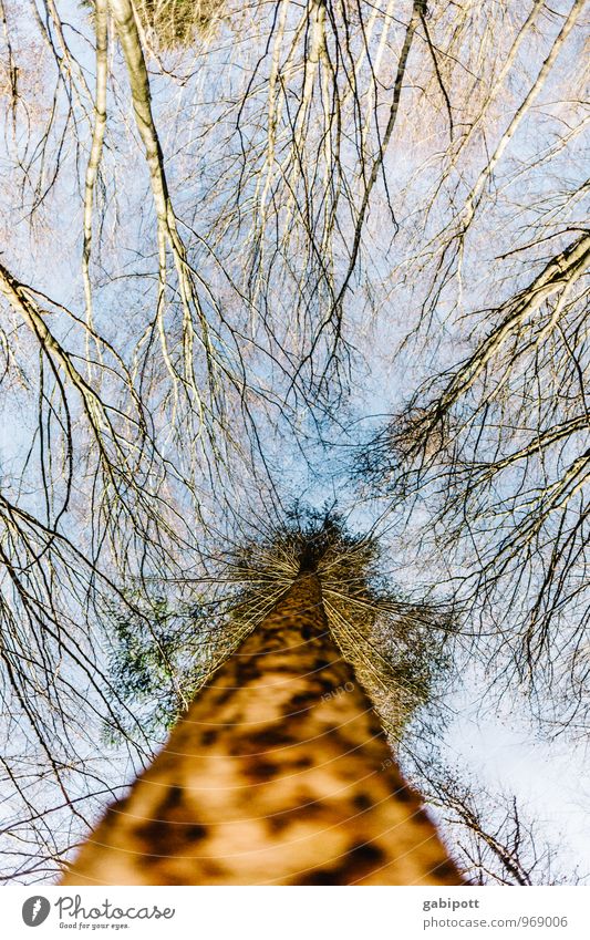 Südpflalz | oben ohne Natur Landschaft Pflanze Himmel Winter Schönes Wetter Baum Wald dünn gigantisch hoch natürlich blau braun Lebensfreude Vorfreude beweglich
