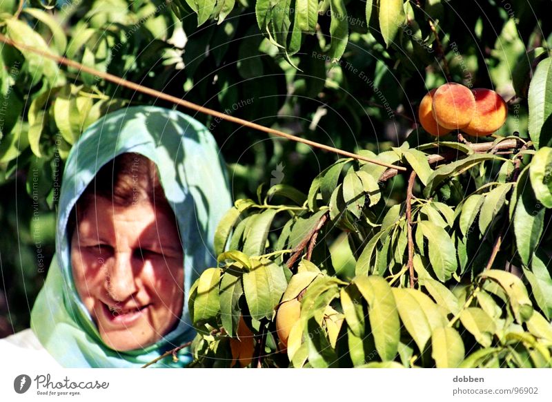 zurück... Frau mehrfarbig Iran Asien Außenaufnahme Sommer Pflanze Blatt organisch Natur Wachstum reif Obstgarten Arbeit & Erwerbstätigkeit Ernte Saison