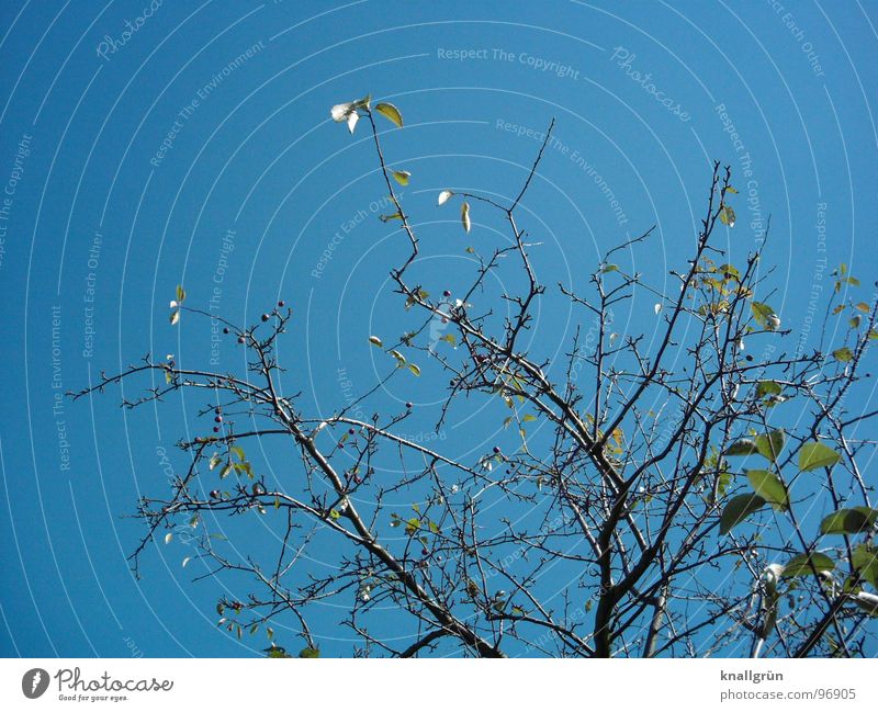 Himmel + Erde Baum grün Geäst Blatt Frühling Sommer Pflanze ruhig Natur blau Ast Aussicht Sky Zweig Schönes Wetter Blick schön Knallblau