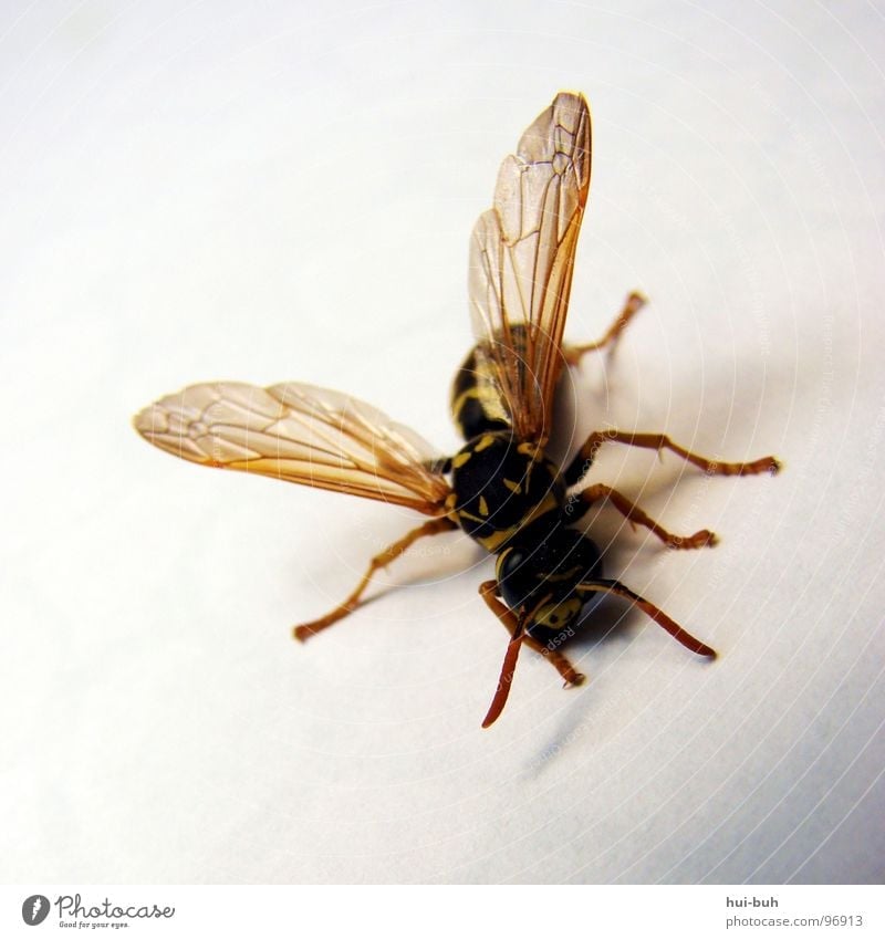 mucha Biene Wespen Tier bestäuben Leben krabbeln gestreift Streifen Zebrastreifen Insekt Fliege animal fliegtier fliegen Flügel Tod halb tot halb lebendig Fuß