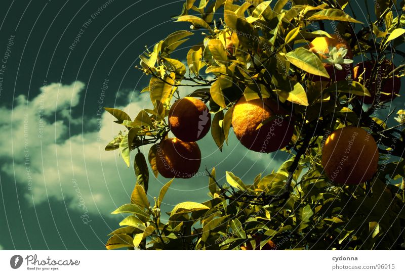 Ungespritzt Portugal Ferien & Urlaub & Reisen entdecken fremd Sommer schön Neugier grün Park Baum Wunsch Orange Wolken Landwirtschaft Zitrusfrüchte Pflanze