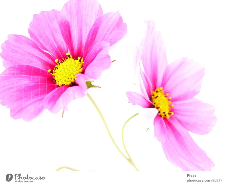 Zwei rosa Cosmeablüten (weißer Hintergrund) Farbfoto Innenaufnahme Hintergrund neutral Kontrast Sommer Garten Dekoration & Verzierung Natur Pflanze Blume Blüte