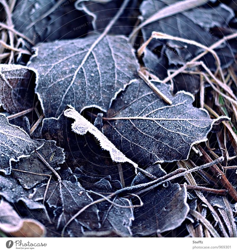 Bodenfrost Frost Kälteeinbruch frieren Winterkälte bitterkalt Winterstimmung Nostalgie Kälteschock Wintereinbruch Vergänglichkeit gefallene Blätter