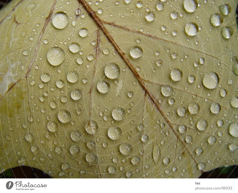 Blatttropfen Pflanze grün Lupine zart Wassertropfen nass feucht Sommer Herbst Salatblatt Regen Außenaufnahme Makroaufnahme Klarheit glänzend Seil gießen Durst