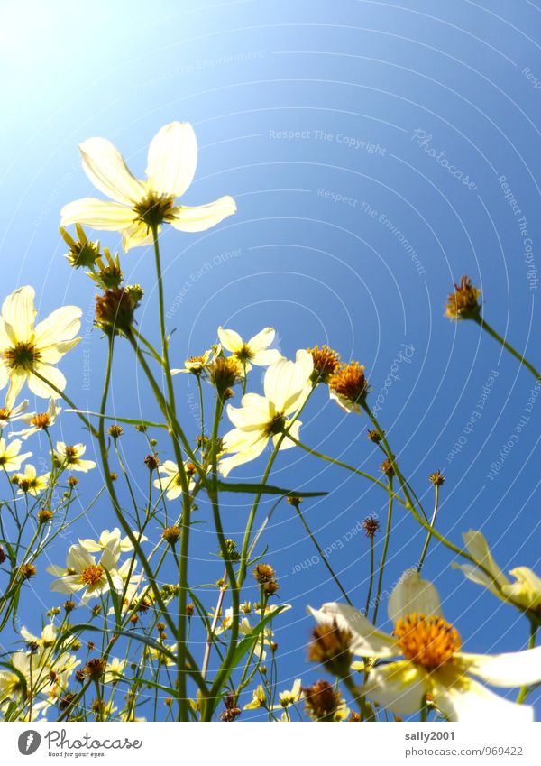 Der Sonne entgegen... Pflanze Wolkenloser Himmel Sommer Schönes Wetter Blume Sträucher Blühend Duft leuchten Wachstum weiß Glück Natur Blütenpflanze verblüht