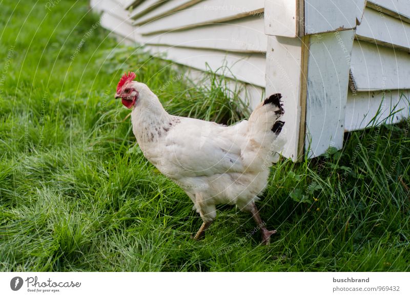 Glückliches Huhn Tier Haustier Nutztier Vogel ästhetisch einfach Freundlichkeit hell lecker natürlich weich grün weiß Zufriedenheit Frühlingsgefühle