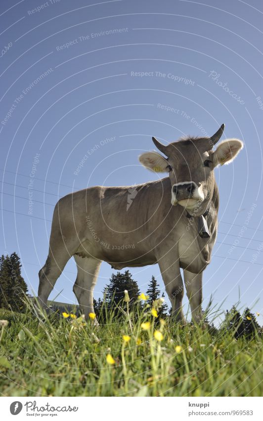 Natürlich | Schweizer Klischee-Kuh Umwelt Natur Landschaft Erde Himmel Wolkenloser Himmel Sonne Sonnenlicht Frühling Sommer Klima Klimawandel Wetter