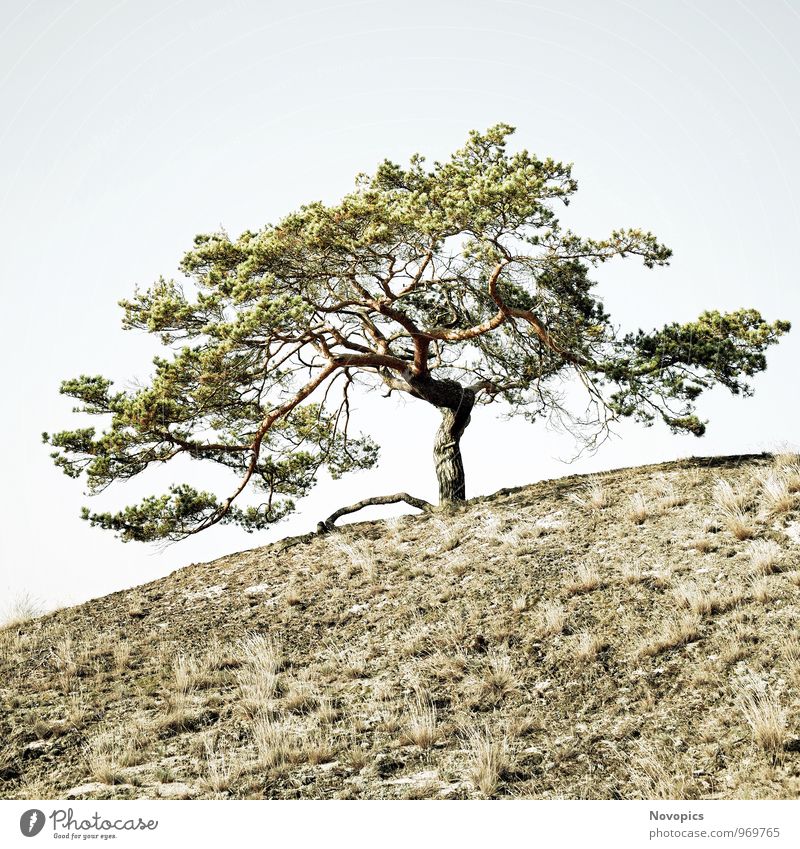 Pinus sylvestris Natur Landschaft Sand Wolkenloser Himmel Baum Gras Hügel Holz alt fest heiß hell blau braun grün weiß Einsamkeit Umweltschutz Kiefer