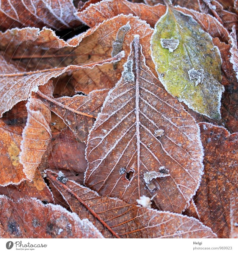frostig angehaucht... Umwelt Natur Pflanze Winter Eis Frost Blatt Buchenblatt Park alt frieren liegen authentisch außergewöhnlich einzigartig kalt natürlich