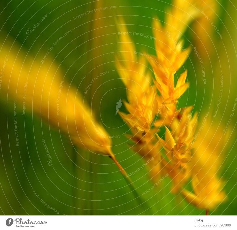 Gelbgold II Gras grün Stengel Ähren gelb Wachstum Pflanze Frühling flattern schimmern Wiese Feld Pollen Rispen Lampe Natur Blühend Duft wedeln Wind Weide