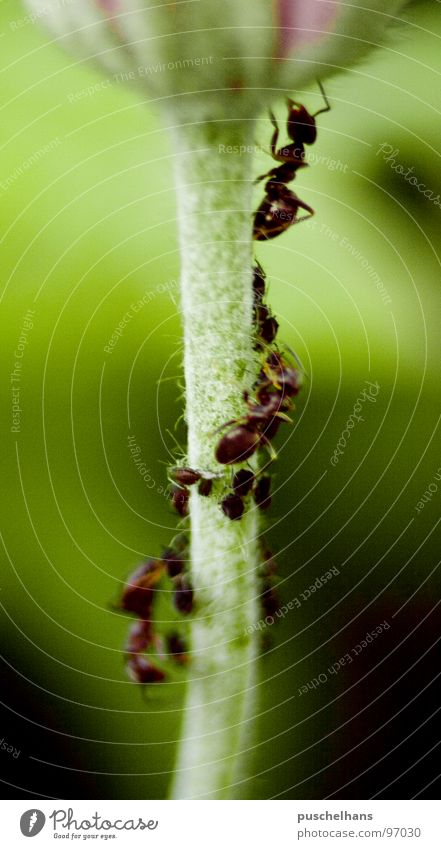 "Die Leiter hoch!" Ameise Blume Blüte Stengel Tier Insekt grün Mitte Flaum steigen krabbeln Makroaufnahme Nahaufnahme Ant Blütenknospen Strukturen & Formen