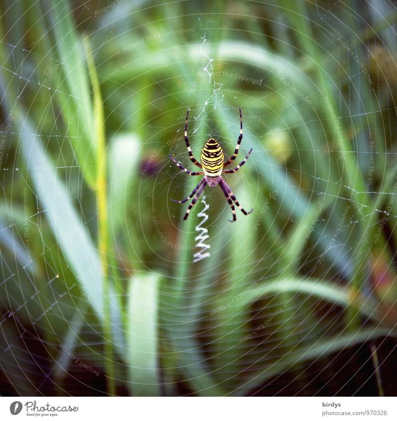 Wespenspinne Natur Gras Spinne Spinnennetz 1 Tier bauen warten ästhetisch Ekel listig natürlich geduldig gefährlich planen Überleben Hinterhalt Farbfoto