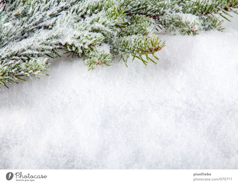 Winter Hintergrund elegant Dekoration & Verzierung Feste & Feiern Natur Pflanze Eis Frost Schnee Schneefall Baum Grünpflanze Wald hell kalt grün weiß Tanne