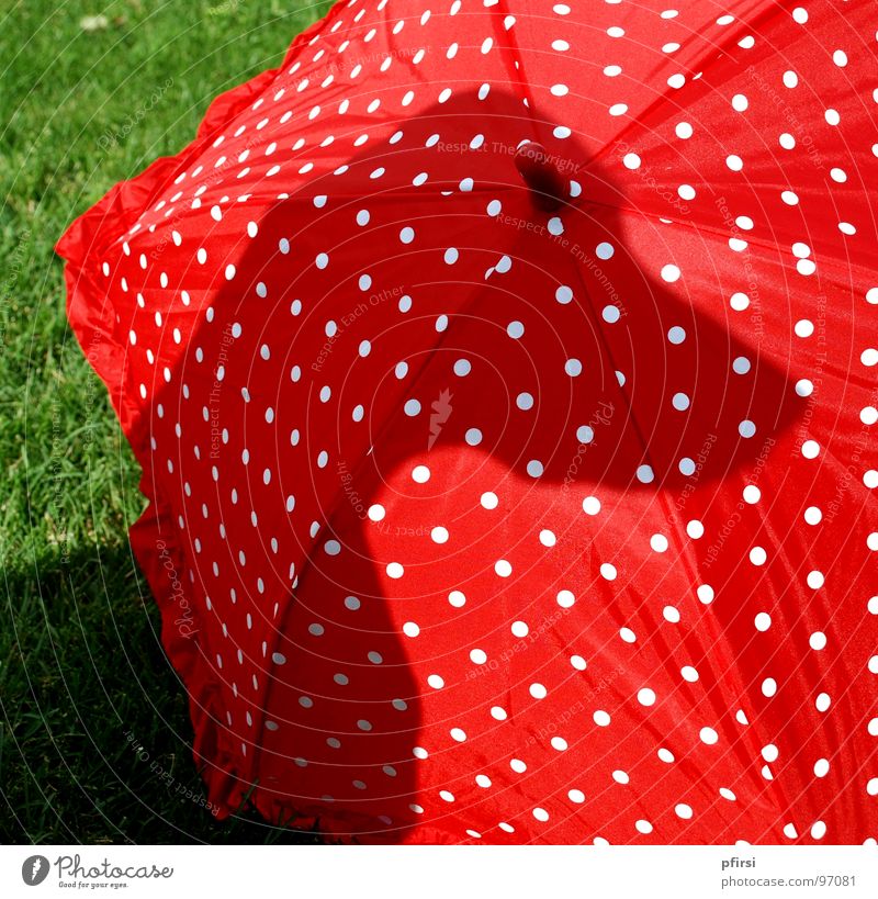 Dalmatiner einmal anders Hund rot weiß schwarz Wiese Säugetier dog chien dalmation Regenschirm Punkt Schatten Auge Selbstportrait abbilung