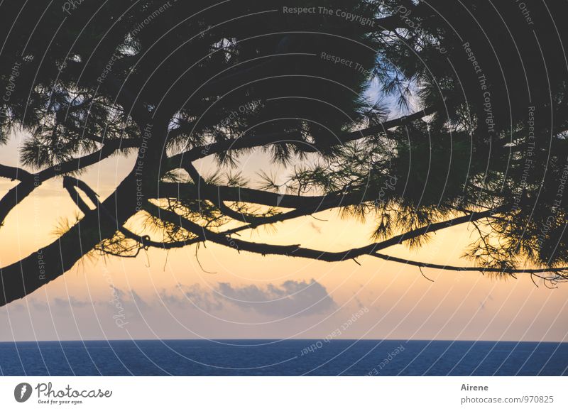 Matinée Natur Landschaft Baum Pinie Nadelbaum Meer Adria positiv blau gold schwarz Beginn Idylle Farbfoto Außenaufnahme Menschenleer Textfreiraum unten