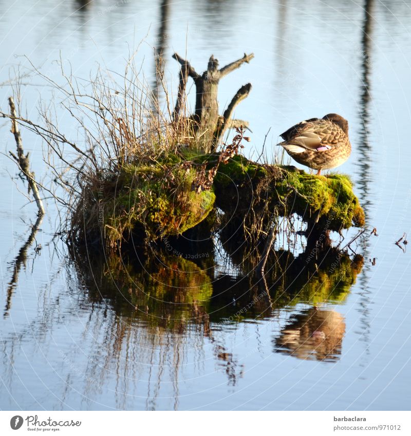natürlich | Entenhausen Natur Pflanze Tier Wasser Gras Moos Wurzel See 1 stehen bizarr Schutz Umwelt Farbfoto Außenaufnahme Nahaufnahme Strukturen & Formen