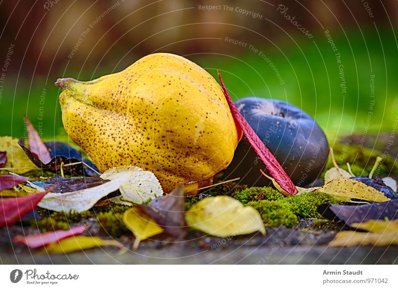 Stillleben - Herbst - Obst Lebensmittel Frucht Quitte Birne Apfel Ernährung Lifestyle Gesundheit Natur Schönes Wetter Blatt Baumstumpf Moos Herbstlaub Garten