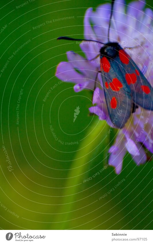 Falter rot-blau Blutströpfchen Schmetterling Insekt Stengel Blume Pflanze Widderchen Flügel fliegen Blühend Motte