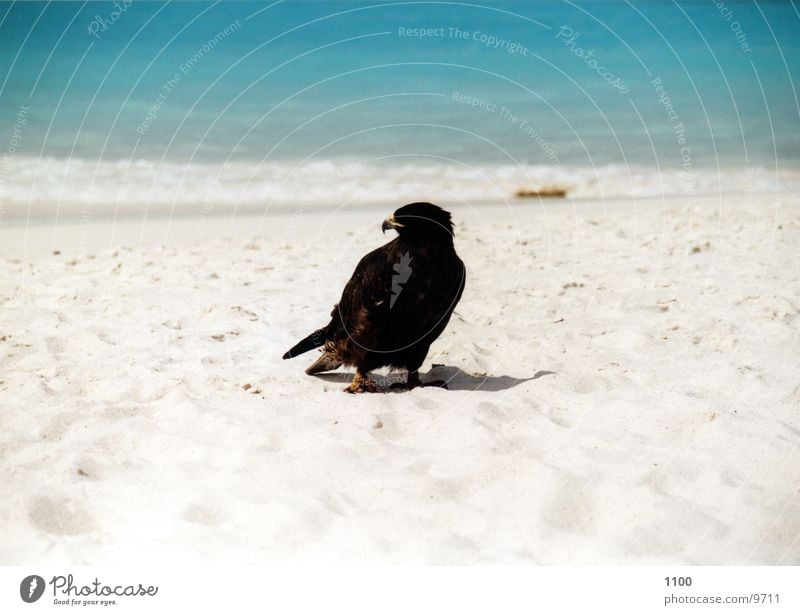 Bussard Greifvogel Vogel Tier Meer Strand Ferien & Urlaub & Reisen Galapagosinseln Wasser Sand zutraulich
