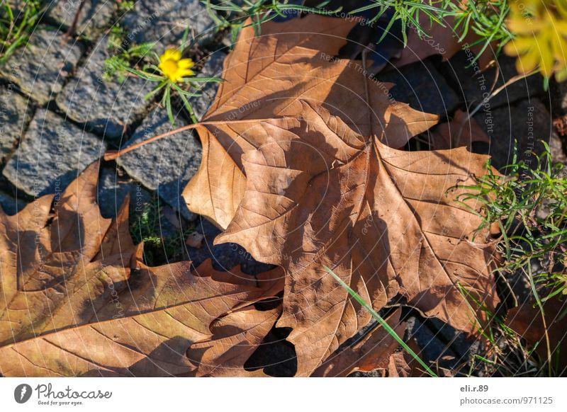 herbstlicher Farbkleks Umwelt Pflanze Herbst Blatt Blüte beobachten authentisch trocken braun gelb grün Außenaufnahme Menschenleer Tag Licht Schatten