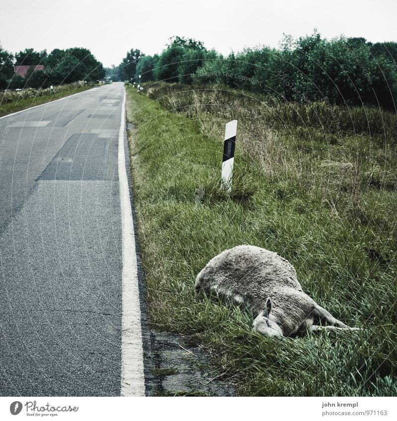 Hunf nach Action Autofahren Straße Schaf 1 Tier liegen dunkel trist Trauer Tod gefährlich Einsamkeit Fortschritt Schmerz Traurigkeit Umwelt Vergänglichkeit