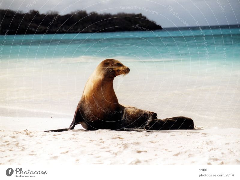 Seehund Tier Meer Strand Ferien & Urlaub & Reisen Galapagosinseln seehhund Insel Blick Wasser Sand zutraulich