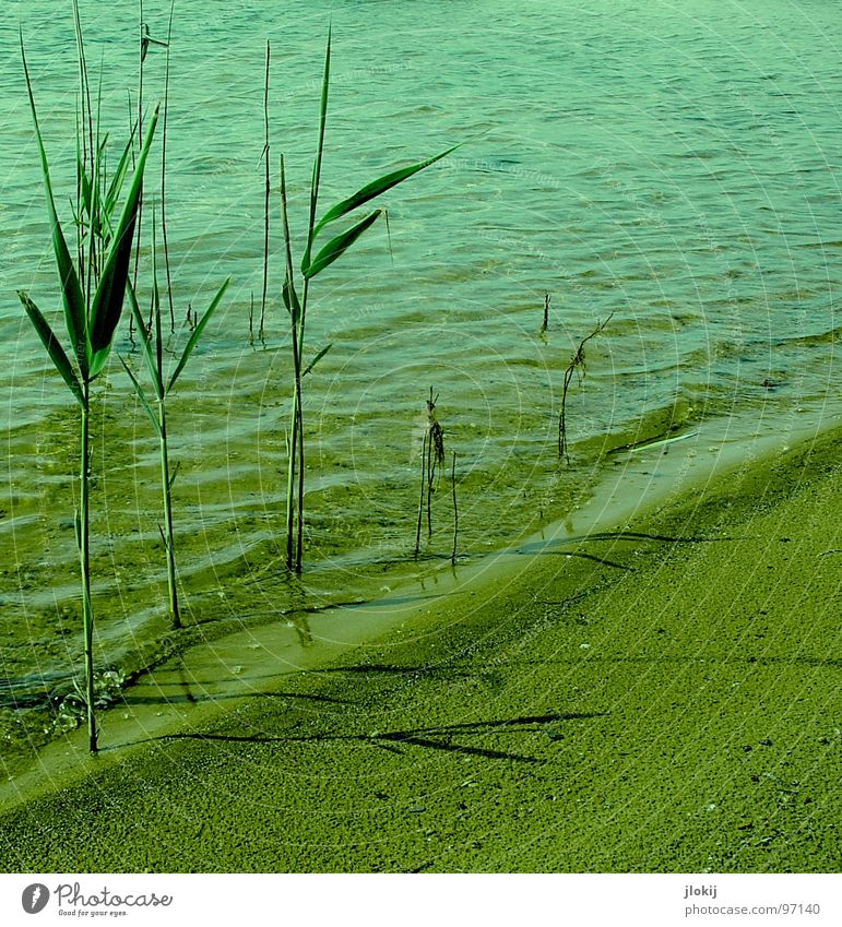 Randerscheinungen Schilfrohr Wasserpflanze Pflanze See Strand nass feucht Wachstum sprießen gedeihen grün Wellen Sommer Physik Baggersee Brandung Gischt