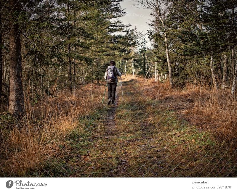wanderful Natur Landschaft Herbst Moor Sumpf laufen wandern Gesundheit Wege & Pfade Wellness Birkenwald Wanderstock Nordic Walking Rucksack Außenaufnahme