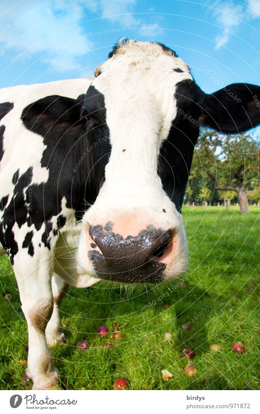 Schwarz-bunte Milchkuh auf einer Weide schaut neugierig in die Kamera. Schönes Wetter Kuh Nutztier Landwirtschaft Sommer Wiese 1 Tier lustig Neugier schwarz