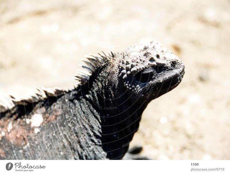 Meerechse Meerechsen Echsen Leguane Galapagosinseln Urzeit Blick